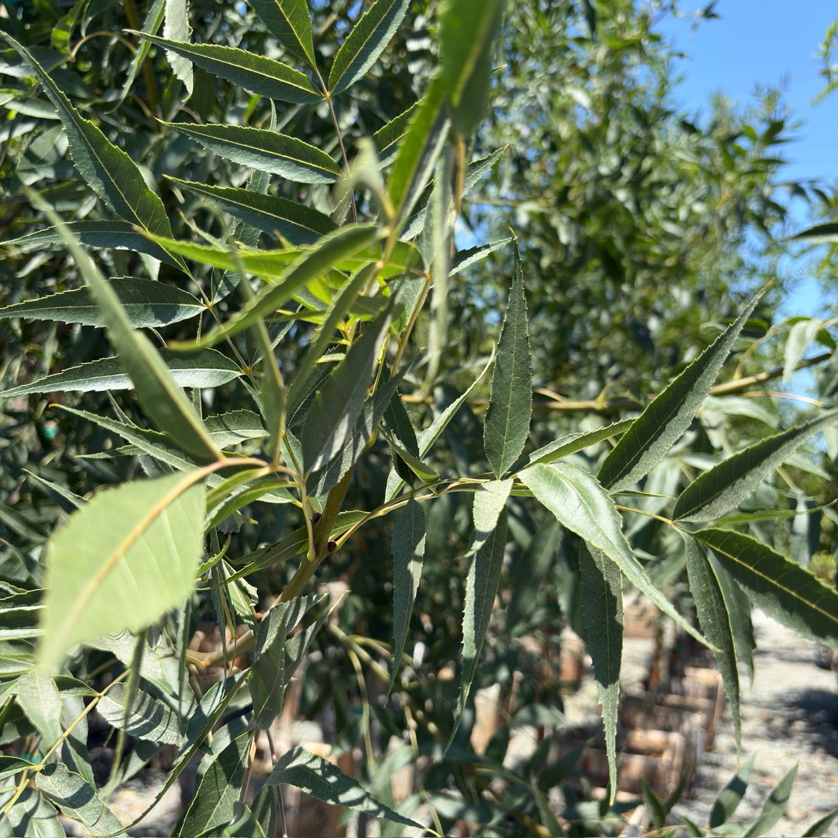 Raywood ash