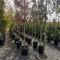 Raywood ash