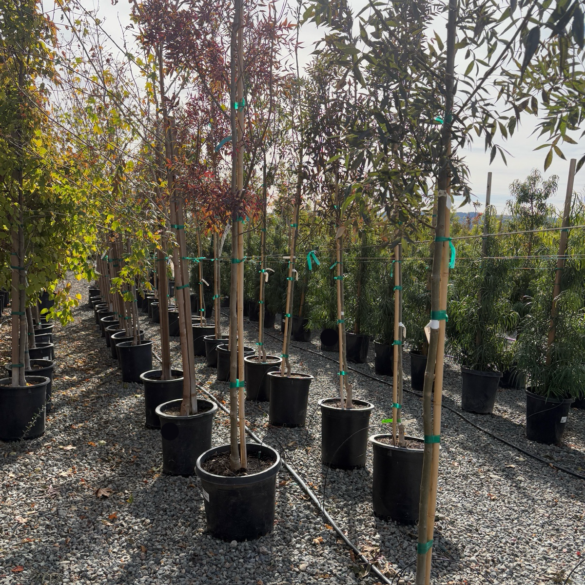 Raywood ash
