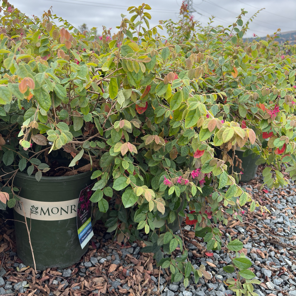 Razzleberri® Chinese Fringe Flower