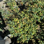 Razzleberri® Chinese Fringe Flower