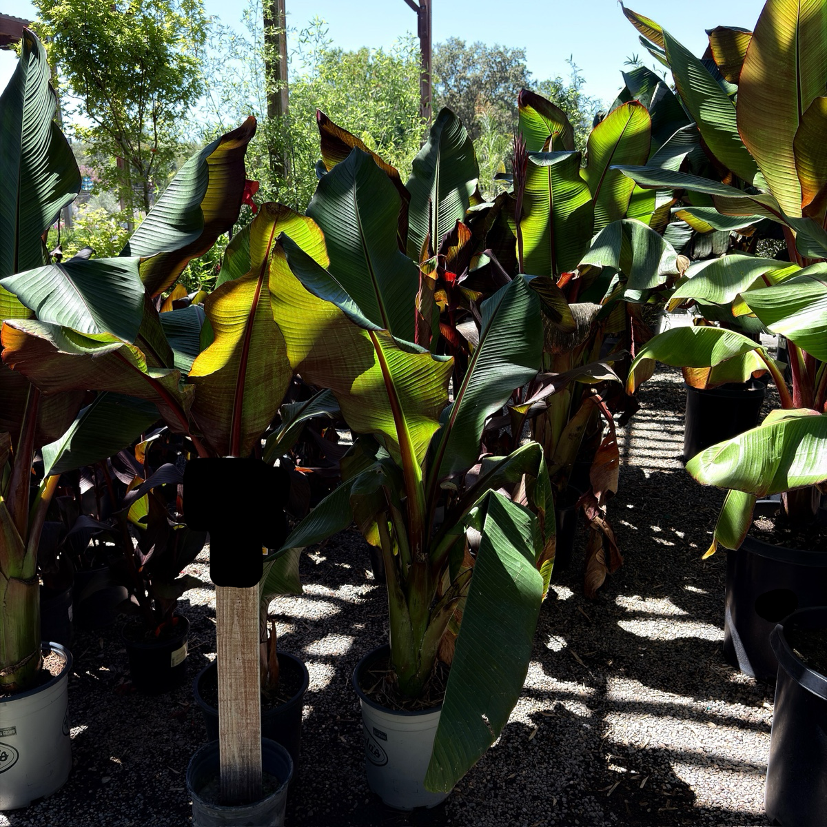 Red Abyssinian Banana