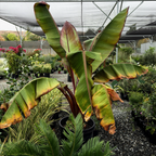 Red Abyssinian Banana
