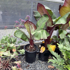 Red Abyssinian Banana