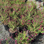 Red Autumn Sage