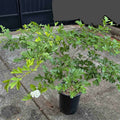 Red Azarole Hawthorn