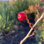 Red Azarole Hawthorn