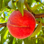 Red Baron Peach