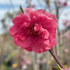 Red Baron Peach