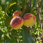Red Baron Peach