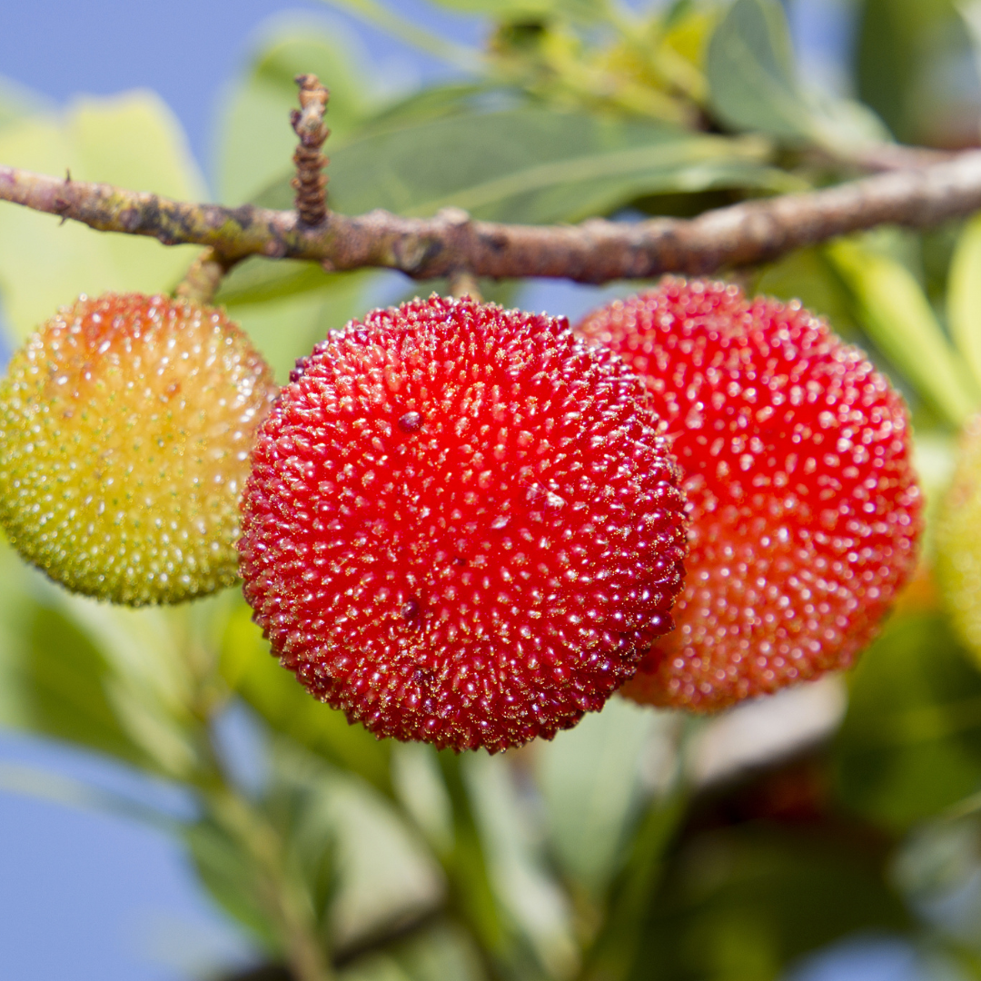 Close-up of Chinese Bayberry fruits on a branch with a blurred natural background