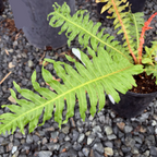 Close-up of a Red Brazilian Tree Fern leaf with a blurred background