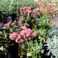 Red Buckwheat