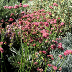 Red Buckwheat