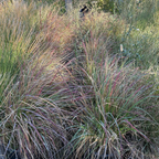 Red Bunny Tails Fountain Grass