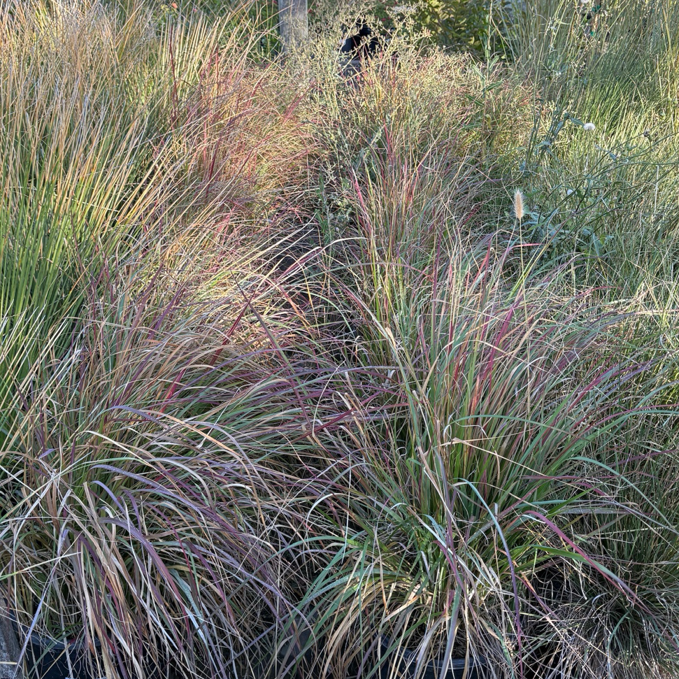 Red Bunny Tails Fountain Grass