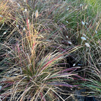 Tall Red Bunny Tails Fountain Grass with purple and green hues in a natural setting
