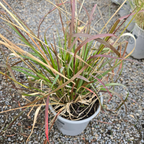 Red Bunny Tails Fountain Grass with red and green leaves on a gravel surface