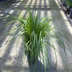 Red Bunny Tails Fountain Grass