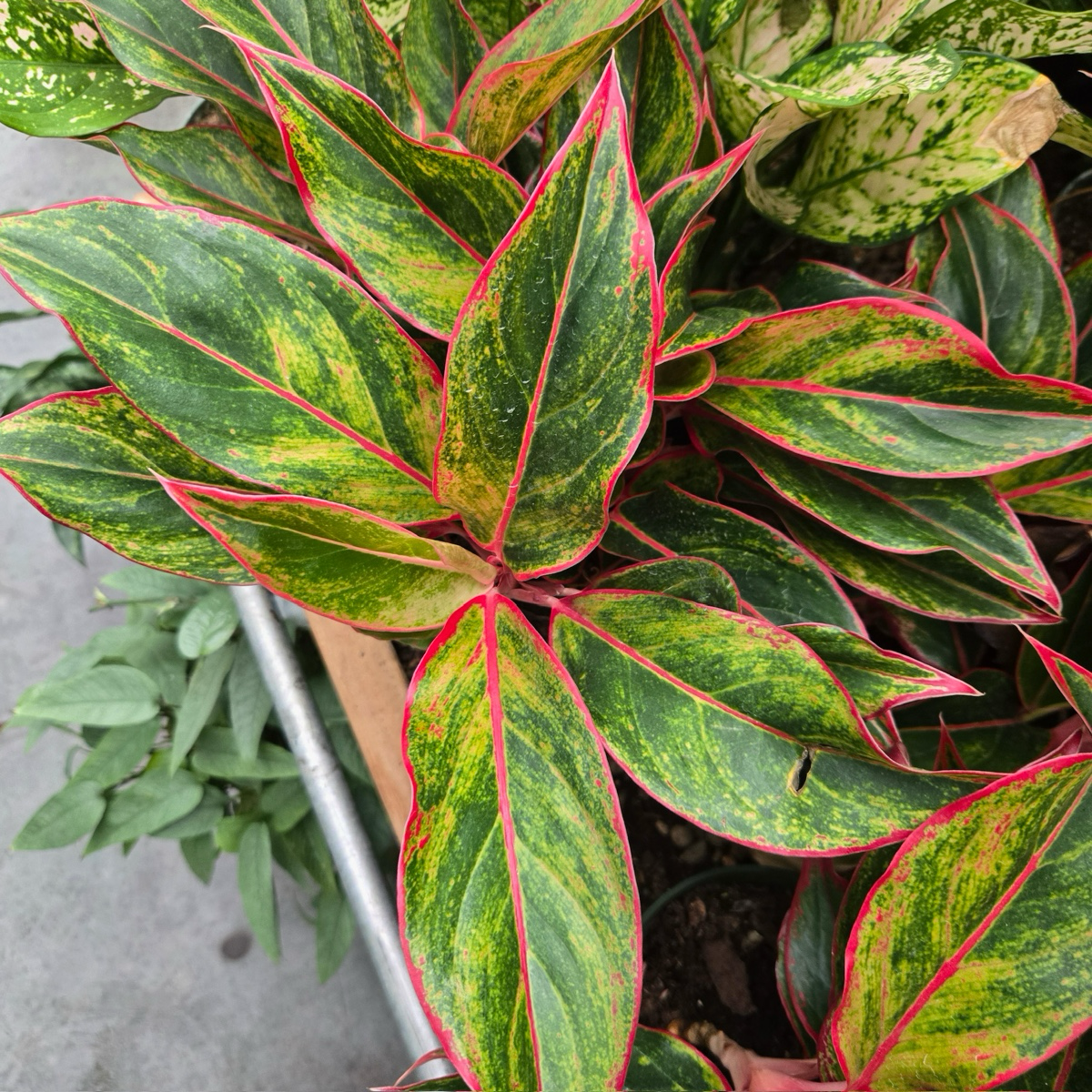 Variegated green and red leaves of a potted plant on a concrete surface.