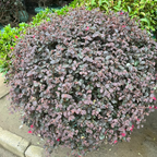 Red Chinese Fringe Flower