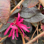 Red Chinese Fringe Flower