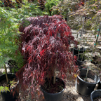 Potted Red Dragon Laceleaf Japanese Mapletree with red and purple foliage in victory nursery