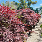 Row of potted Red Dragon Laceleaf Japanese Maple with red and purple foliage in victory nursery