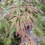 Close-up of Red Dragon Laceleaf Japanese Maple leaves