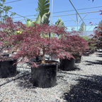 Red Dragon Laceleaf Japanese Maple