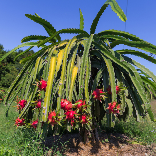 Red Flesh Dragon Fruit