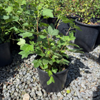 Red  Flowering Currant
