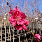 Red Flowering Preach