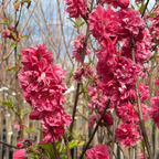 Red Flowering Preach