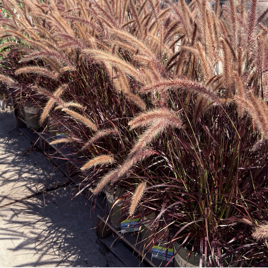 Red Fountain Grass with purple and brown foliage on a concrete surface