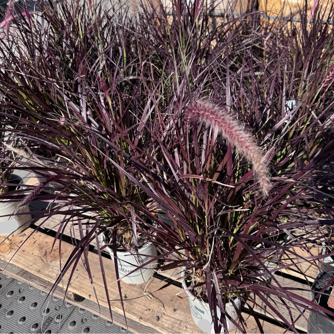 Red Fountain Grass with purple foliage on a wooden surface