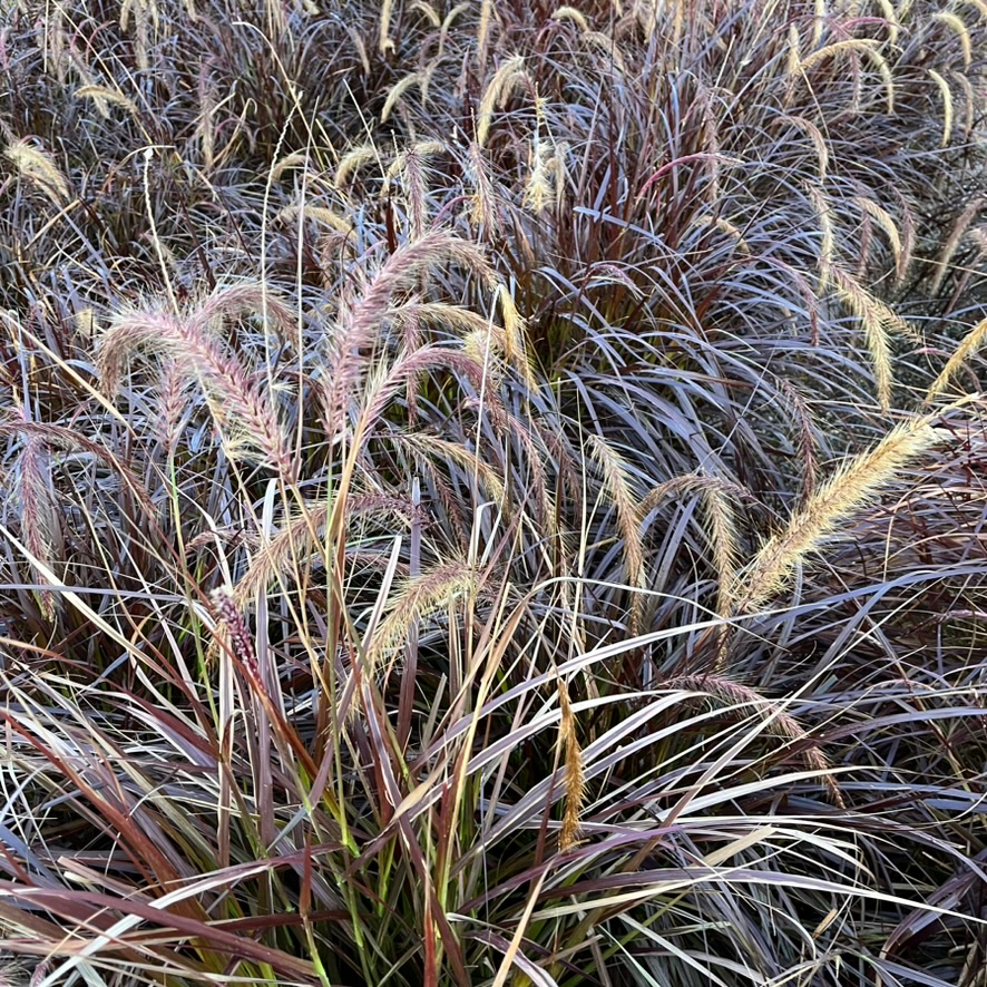 Red Fountain Grass with purple and brown hues