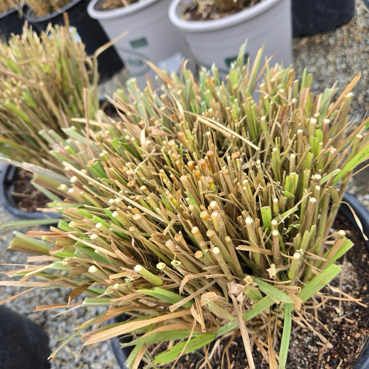 Close-up of Red Fountain Grass with brown and green leaves, surrounded by other plants.