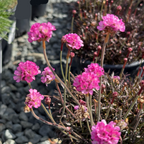 Pink flowers  Red Leaf Thrift with green stems on a blurred background