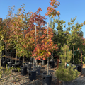 Red Oak