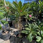 Red Plumeria
