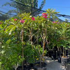 Red Plumeria