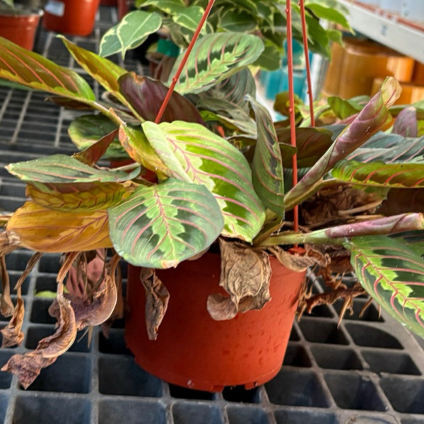 Potted Red Prayer Plant with hanging basket in a greenhouse setting