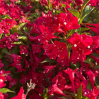 Close-up of Red Prince Weigela vibrant red flowers with green leaves