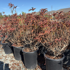 Potted Red Prince Weigela plants with red-brown leaves on a gravel surface with a mountainous background.