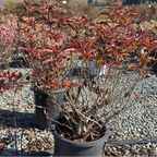 Potted Red Prince Weigela plant with red and brown leaves on a gravel surface