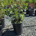 Red Prince Weigela