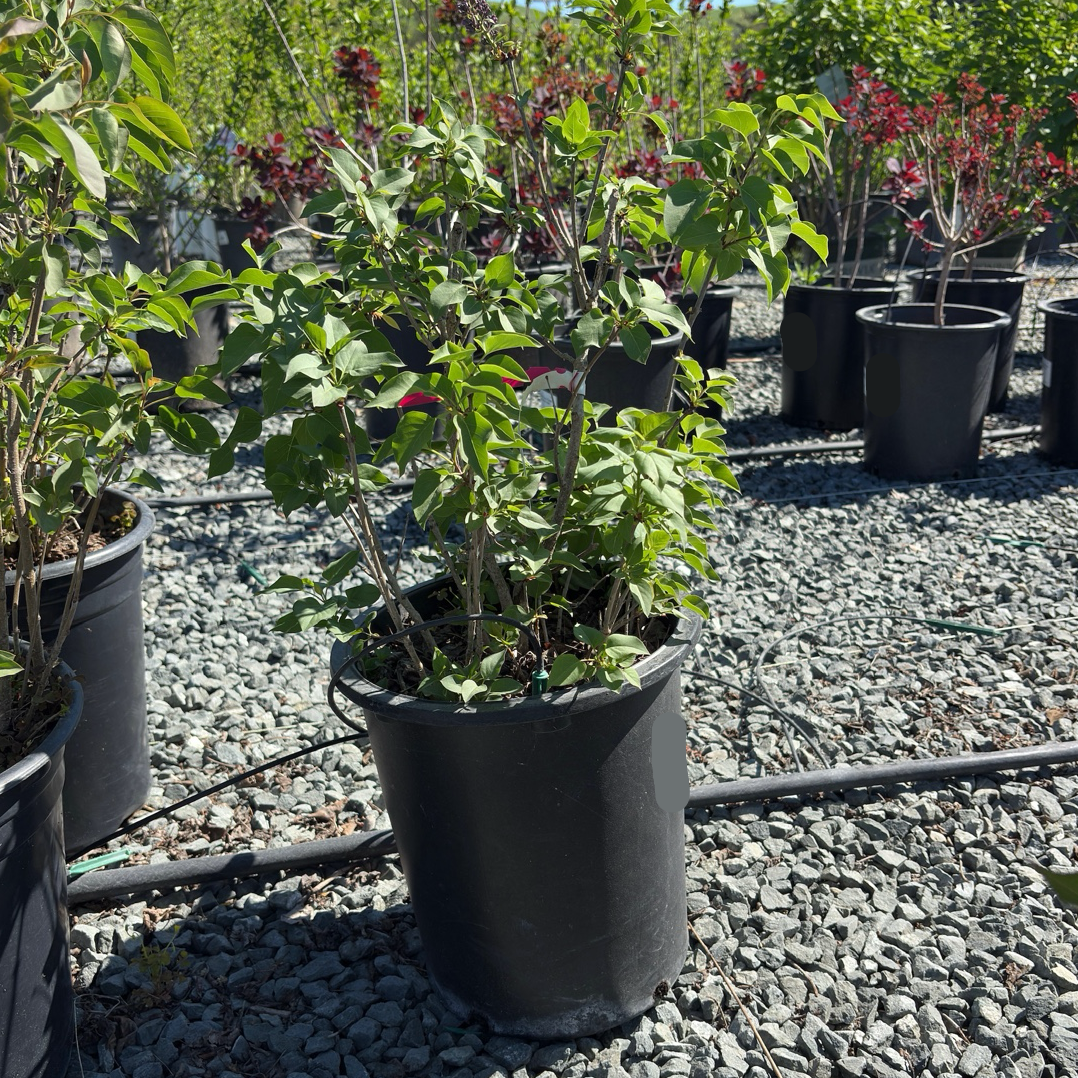 Red Prince Weigela