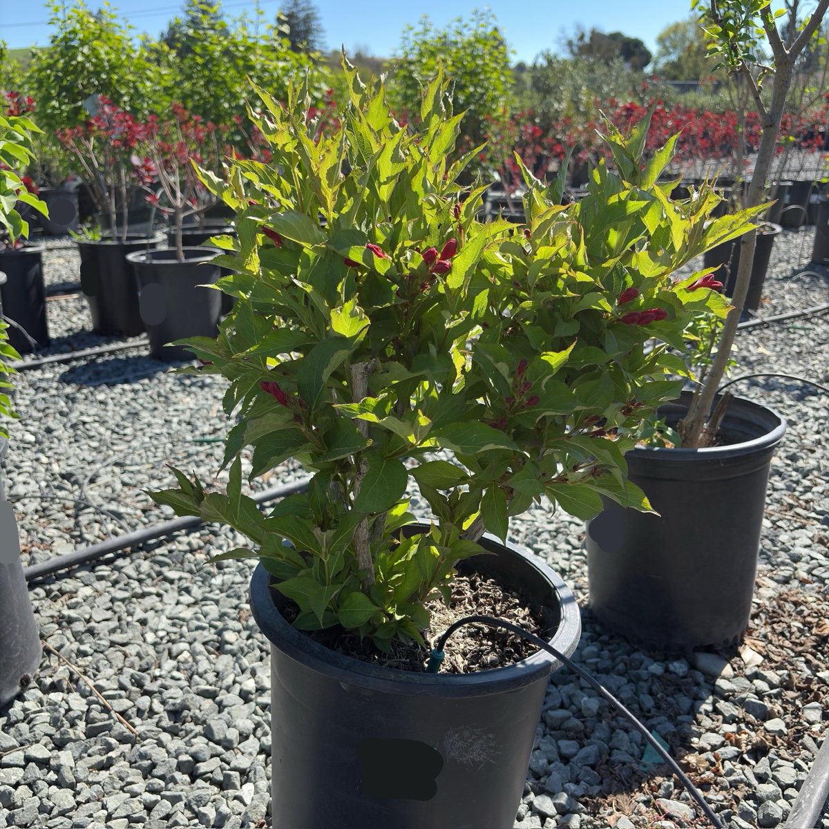 Red Prince Weigela