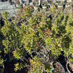 Red Prince Weigela